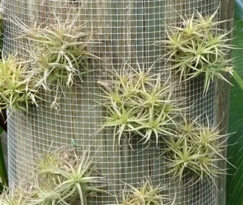 Tillandsia bergeri - эпифитная бромелия.