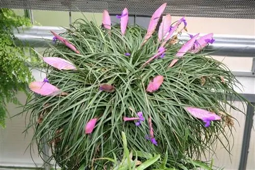 Tillandsia cyanea - эпифитная тилландсия.
