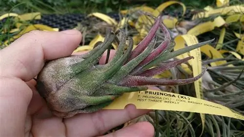 Tillandsia pruinosa - эпифитное растение.