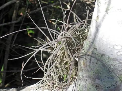 У Tillandsia recurvata сильно изогнутые листья.