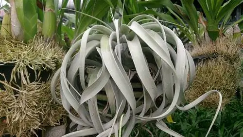 Tillandsia xerographica - широколиственное растение.