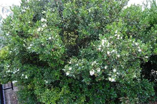 Мирт - красивое садовое растение