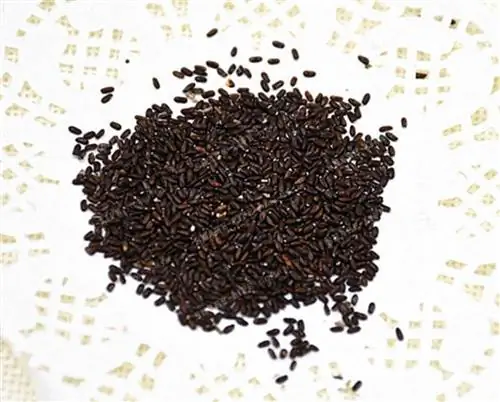 семена лаванды для посева