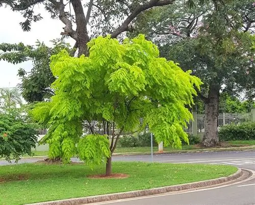 корица на дороге