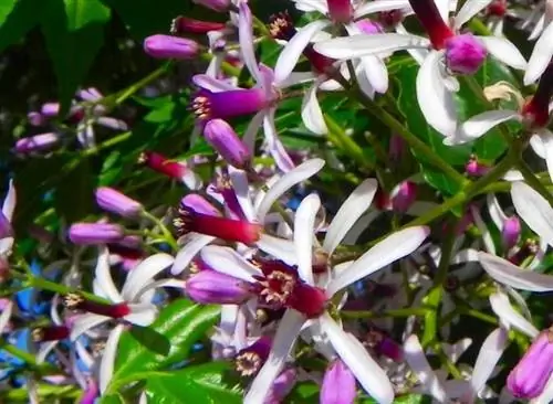 цветы корицы