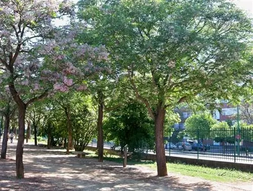 Корица (Melia azedarach L.)