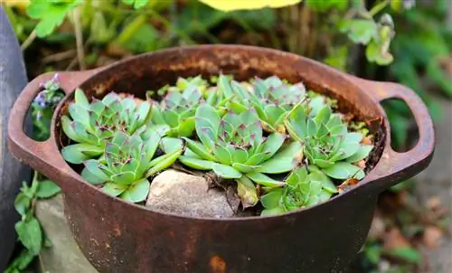 Sempervivum - это растения, которые можно пересаживать зимой и сеять весной.