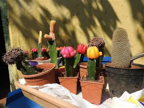 Привитые кактусы полутеневые