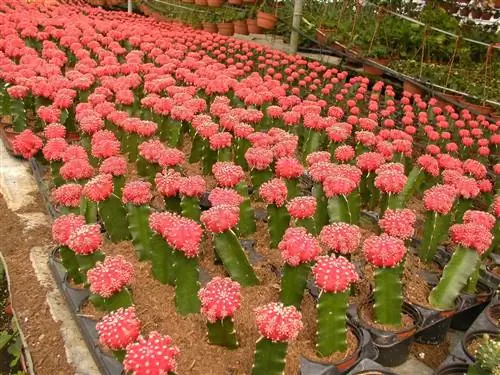 Гимнокалициумы - это кактусы, которые часто прививают