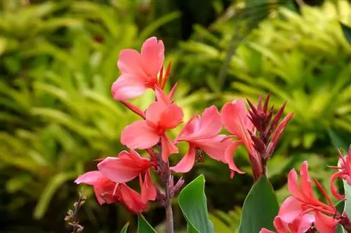 Canna indica - распространенный вид.