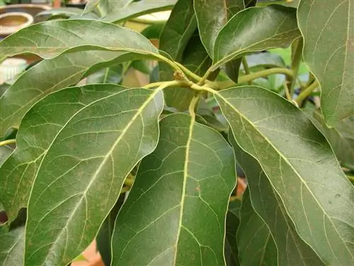 Авокадо в горшке требует особого ухода