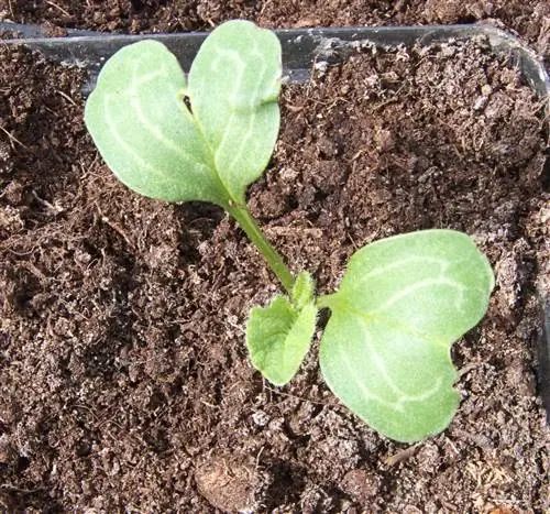 Редис сеют летом