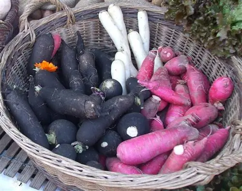 Есть много видов редиски, и один из них черный.