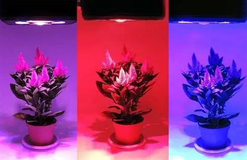 шкафы для выращивания с lud led