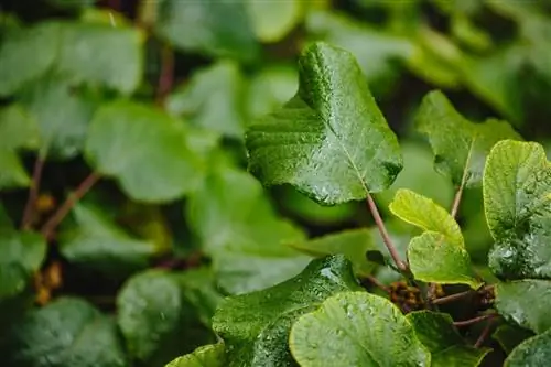 Азот жизненно необходим для роста растений