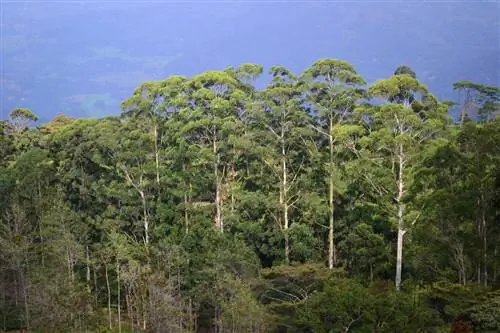 Растения усваивают азот через корни и листья.