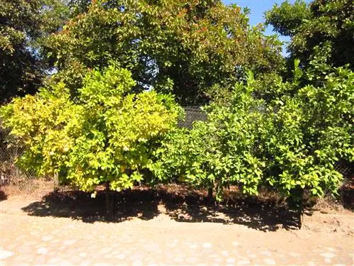 Хлороз - распространенная проблема плодовых деревьев.