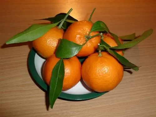 Плоды Citrus reticulata или мандаринового дерева