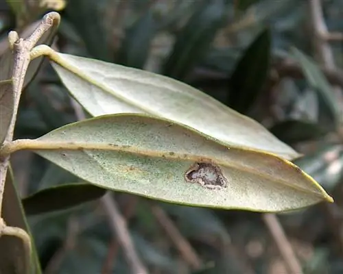 Молитва оливкового дерева - разрушительный вредитель