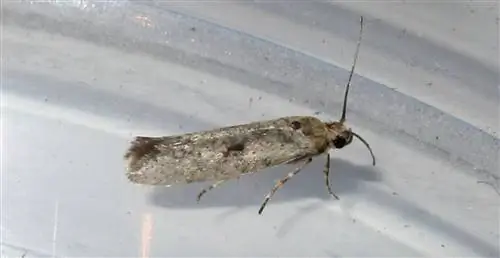 Молитвы - чешуекрылые