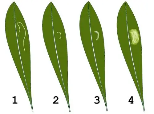 На листьях отчетливо видны симптомы моления.