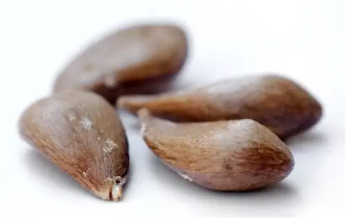 семена яблони