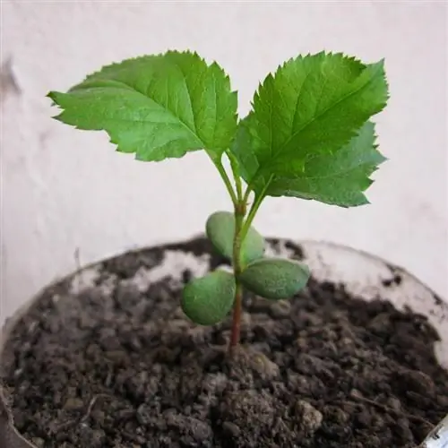 Как прорастить семена яблони