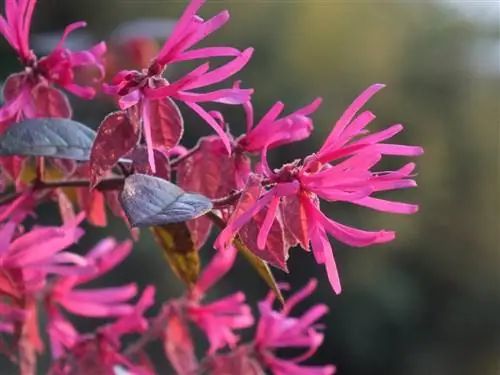 Цветы Loropetalum chinense var rubrum