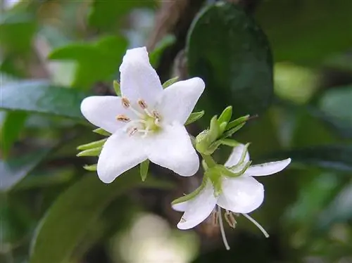 Carmona microphylla имеет белые цветки.