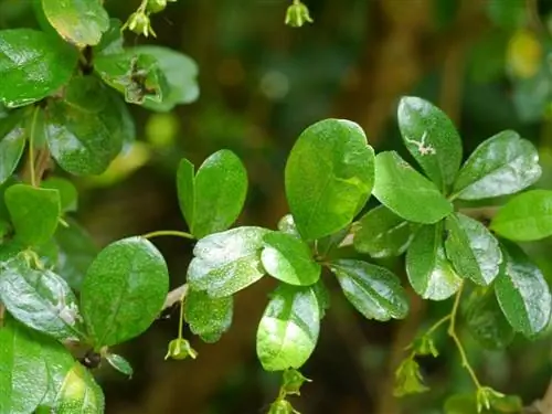 Листья Carmona microphylla зеленые.