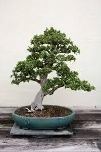 Бонсай Carmona microphylla прекрасен