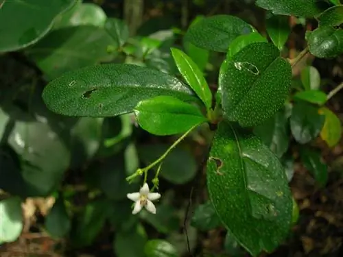 Кармона микрофилла - листопадный кустарник.