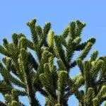 Деталь листьев Araucaria auracana