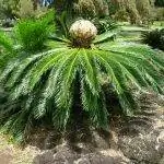 Cycas revoluta - разновидность ложного кустарника.