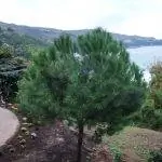 Pinus pinea - это дерево