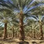 Образцы Phoenix dactylifera