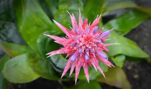 Aechmea fasciata - бромелиевая культура, которую легко выращивать.