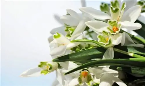 Растения, впитывающие влагу
