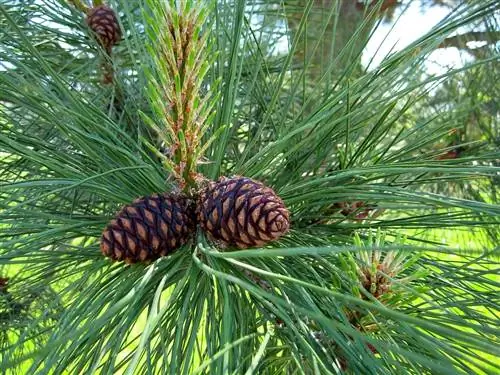 Шишки Pinus ponderosa маленькие.
