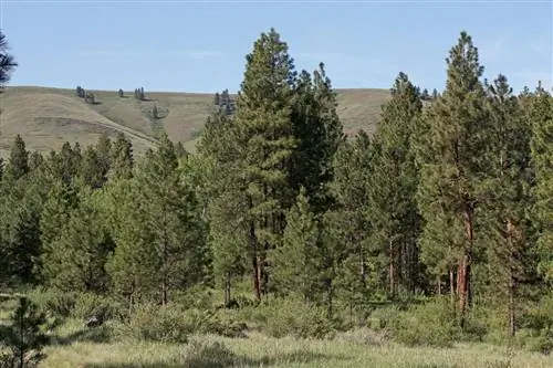 Pinus ponderosa - горный вид.