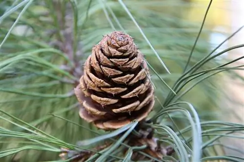 Шишка Pinus ponderosa коричневого цвета.