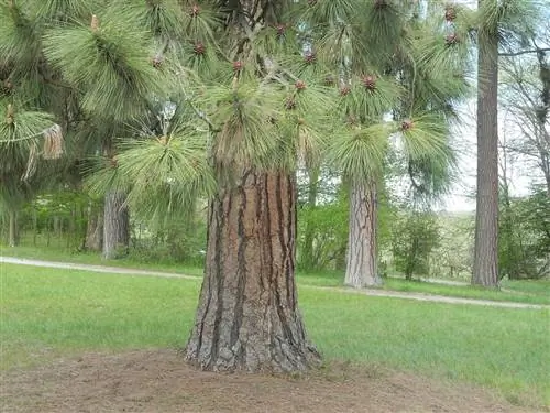 Ствол Pinus ponderosa толстый.