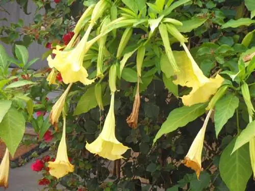 Brugmansia suaveolens желтая