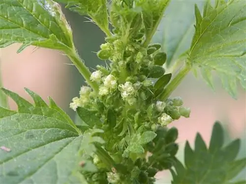 Цветки Urtica urens мелкие.