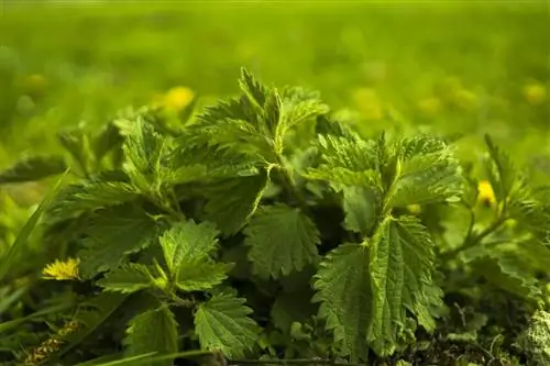 Urtica urens - лекарственное растение.
