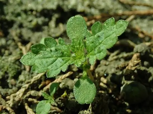 Крапива малая или Urtica urens - быстрорастущее растение.