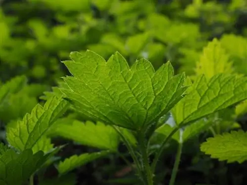Крапива малая (Urtica urens)