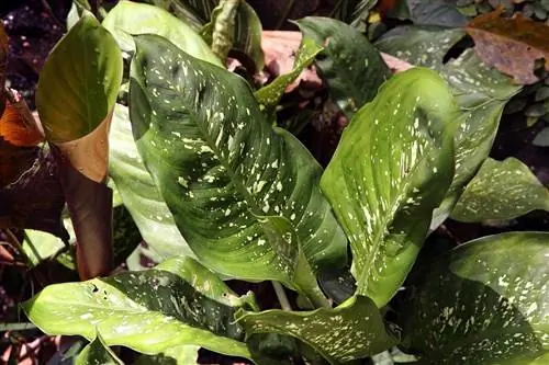 Dieffenbachia amoena - разновидность диффенбахии.