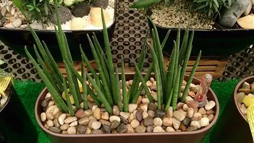 Sansevieria bacularis - зеленое растение.