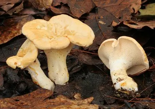 hydnum repandum съедобный
